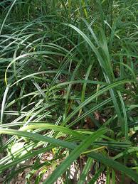 Attēlu rezultāti vaicājumam “Carex pilosa”