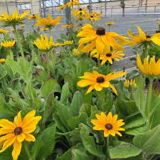 Attēlu rezultāti vaicājumam “Rudbeckia hirta var. hirta leaf”