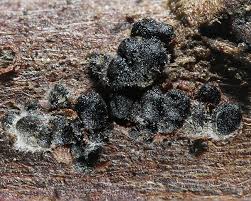 Attēlu rezultāti vaicājumam “Mycosphaerella millegrana”