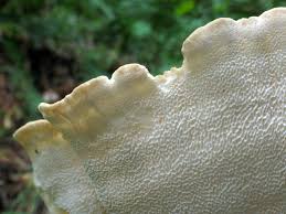 Attēlu rezultāti vaicājumam “Bondarzewia mesenterica”