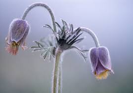 Attēlu rezultāti vaicājumam “Pulsatilla pratensis bud”