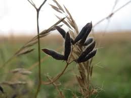 Attēlu rezultāti vaicājumam “Vicia hirsuta fruit”