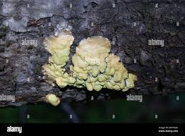 Attēlu rezultāti vaicājumam “Fuligo luteonitens macro”