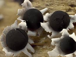 Attēlu rezultāti vaicājumam “Diderma radiatum”