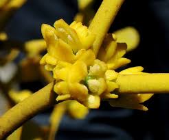 Attēlu rezultāti vaicājumam “Viscum album female flower”