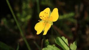 Attēlu rezultāti vaicājumam “Potentilla erecta flower”