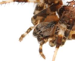 Attēlu rezultāti vaicājumam “Araneus diadematus”