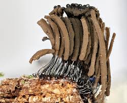 Attēlu rezultāti vaicājumam “Stemonitis fusca”