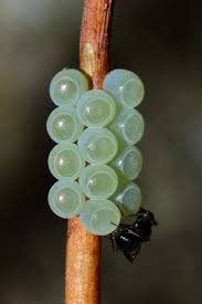 Attēlu rezultāti vaicājumam “Pentatomidae eggs”
