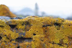 Attēlu rezultāti vaicājumam “Xanthoria candelaria”