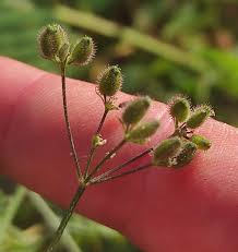 Attēlu rezultāti vaicājumam “Torilis japonica”