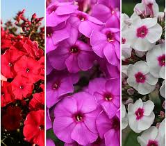 Image result for Phlox (großblumig)