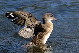 Attēlu rezultāti vaicājumam “Anas platyrhynchos juvenile”