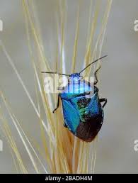 Attēlu rezultāti vaicājumam “Zicrona caerulea nymph”