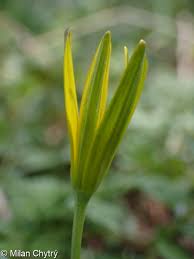 Attēlu rezultāti vaicājumam “Gagea pratensis flower”