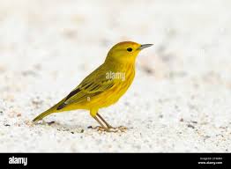 Image result for Dendroica petechia