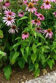 Image result for Sonnenhut