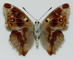 Attēlu rezultāti vaicājumam “Apatura iris male”