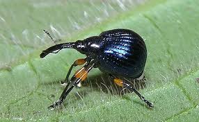 Attēlu rezultāti vaicājumam “Apionidae”