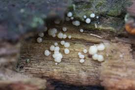 Attēlu rezultāti vaicājumam “Comatricha nigra”