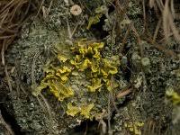 Attēlu rezultāti vaicājumam “Vulpicida pinastri”