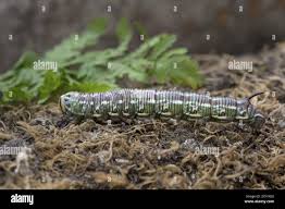 Attēlu rezultāti vaicājumam “Sphinx pinastri larva”