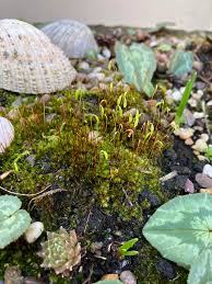 Attēlu rezultāti vaicājumam “Funaria hygrometrica sporophyte”