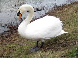 Image result for Cygnus olor