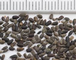 Attēlu rezultāti vaicājumam “Hyssopus officinalis”