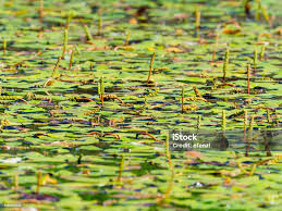 Attēlu rezultāti vaicājumam “Potamogeton natans leaf”