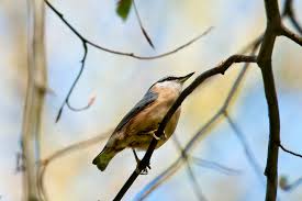 Image result for Sitta europaea