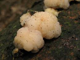 Attēlu rezultāti vaicājumam “Tremella encephala”