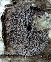 Attēlu rezultāti vaicājumam “Badhamia lilacina”