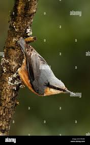 Image result for Sitta europaea