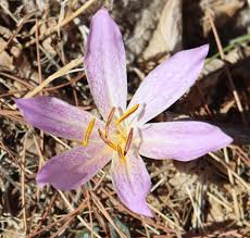 Attēlu rezultāti vaicājumam “Colchicum autumnale”