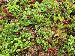 Attēlu rezultāti vaicājumam “Vaccinium vitis-idaea fruit”
