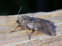 Attēlu rezultāti vaicājumam “Agrochola litura”