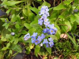 Attēlu rezultāti vaicājumam “Myosotis sylvatica leaf”
