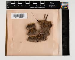 Attēlu rezultāti vaicājumam “Lophozia capitata”