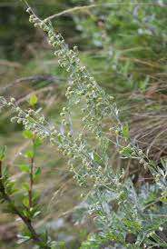 Image result for Artemisia absinthium