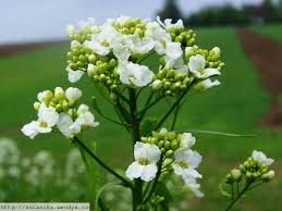 Attēlu rezultāti vaicājumam “Armoracia rusticana bud”