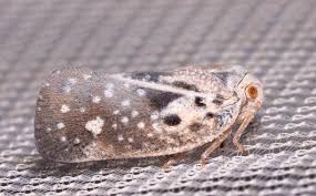 Attēlu rezultāti vaicājumam “Planaphrodes sp.”