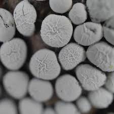 Attēlu rezultāti vaicājumam “Diderma testaceum”