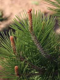 Attēlu rezultāti vaicājumam “Brachonyx pineti”