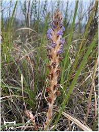 Attēlu rezultāti vaicājumam “Orobanche coerulescens flower”