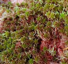 Attēlu rezultāti vaicājumam “Sphagnum russowii”