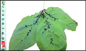 Attēlu rezultāti vaicājumam “Eleutherococcus sessiliflorus”