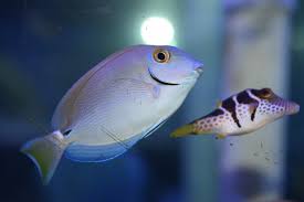 Image result for Acanthurus bahianus