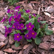 Attēlu rezultāti vaicājumam “Primula x margotae”