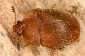 Attēlu rezultāti vaicājumam “Cychramus luteus”